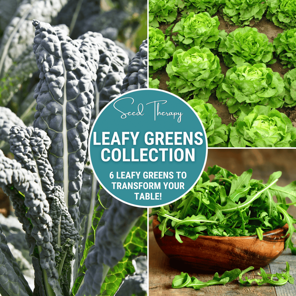 Leafy Greens Seed Collection - 6 Varieties - Lettuce, Spinach, Kale, Swiss Chard, Mustard Greens, Arugula - Heirloom Seeds