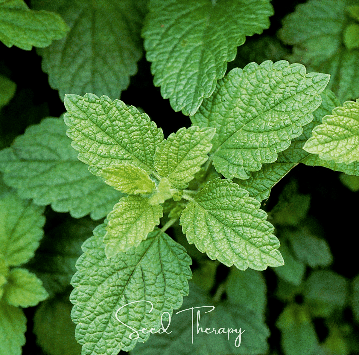 Lemon Balm Seeds - 100 Count - Melissa officinalis - Herbal Garden Plant Seeds for Tea and Culinary Use