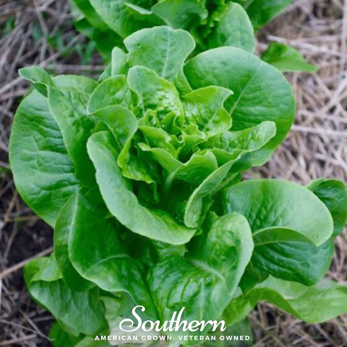 Bibb Summer Lettuce Seeds - 500 Pack - Heirloom Variety - Lactuca sativa