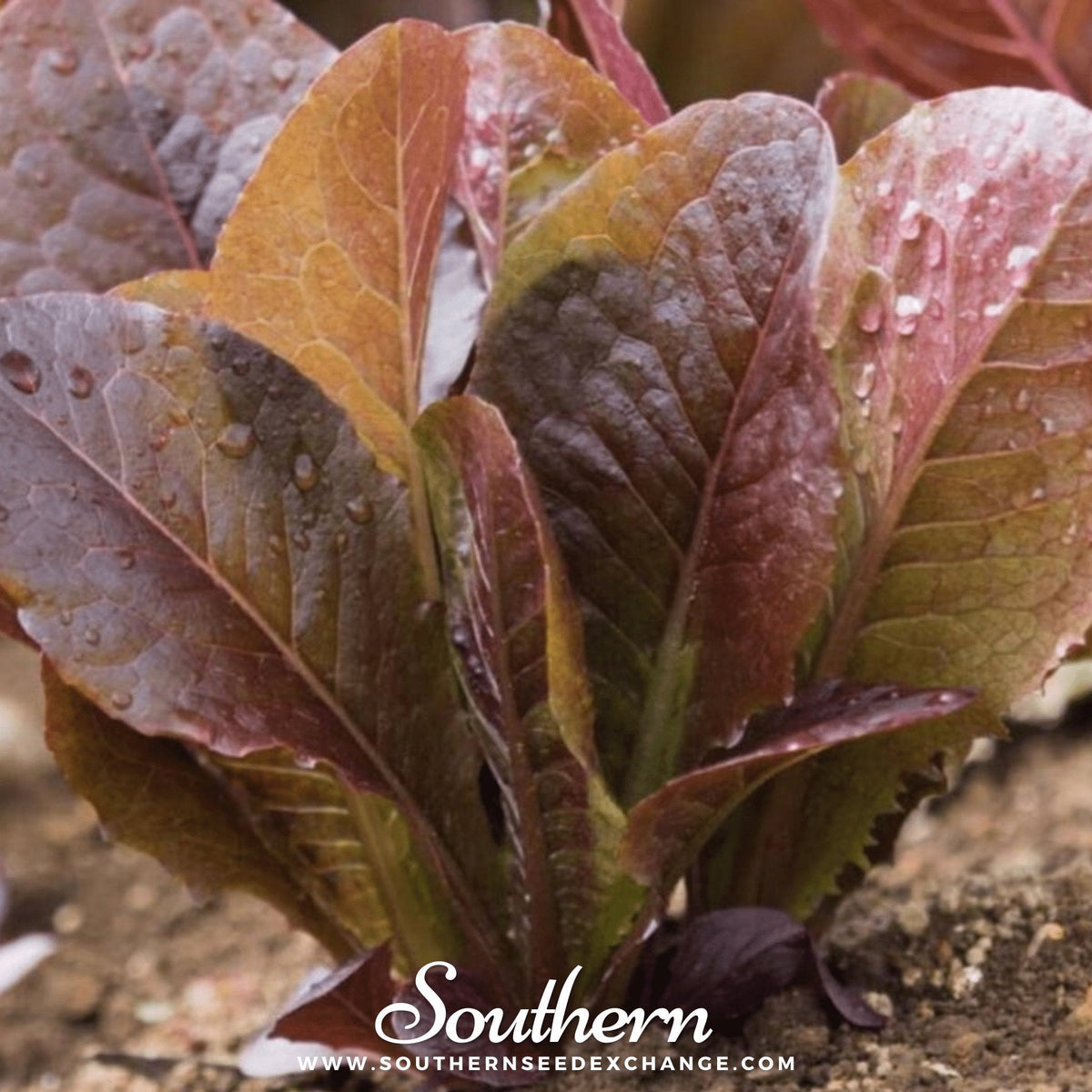Cimmaron Romaine Lettuce Seeds - 200 Pcs - Organic Heirloom Lettuce Seeds for Home Gardening - Lettuce Seeds