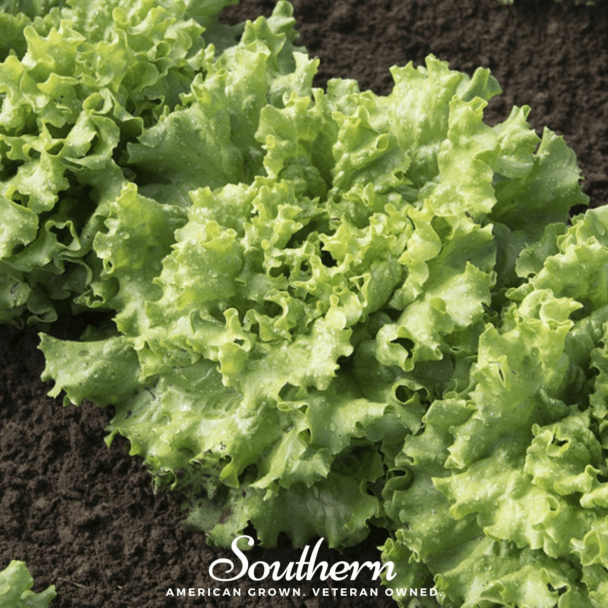 Green Ice Lettuce Seeds - 500 Pack - Crisp, Delicious Variety - Lactuca sativa