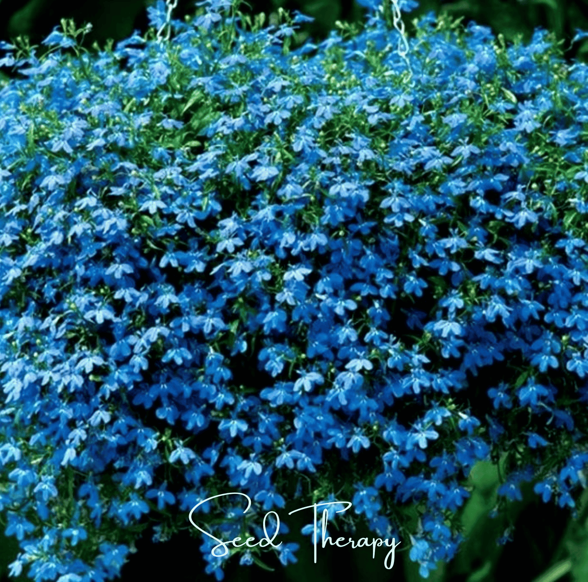 Blue Carpet Lobelia Seeds - 100 Count - Lobelia erinus - Vibrant Blue Ground Cover Plant for Gardens and Containers