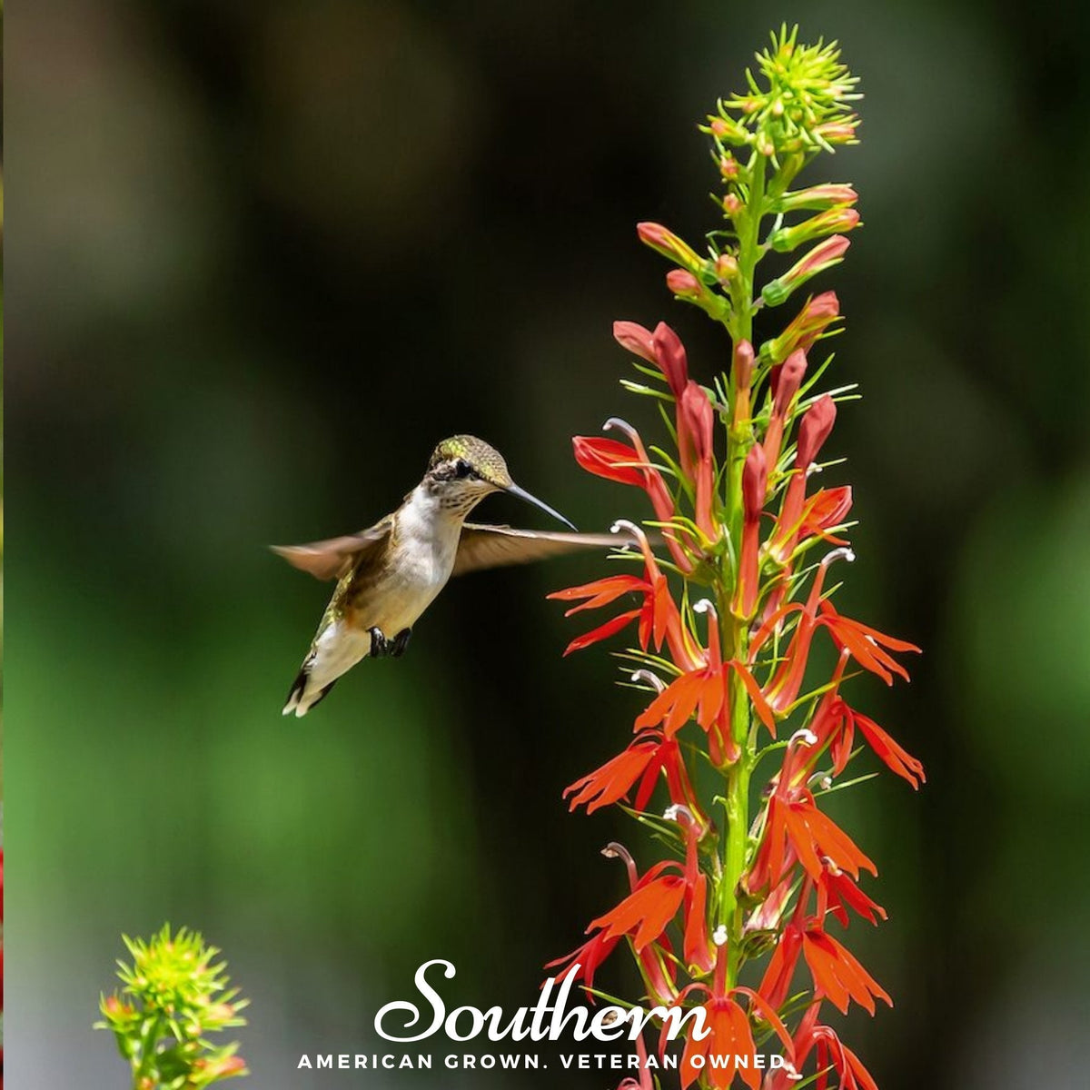 Cardinal Flower Seeds - 250 Count - Lobelia cardinalis - Vibrant Red Perennial Flower Seeds for Garden Planting