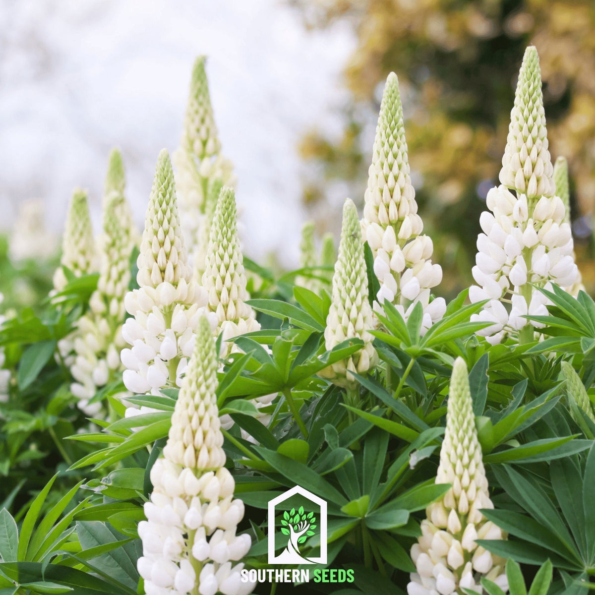 Noble Maiden Lupine Seeds - 50 Pack - Russell Variety - Lupinus polyphyllus