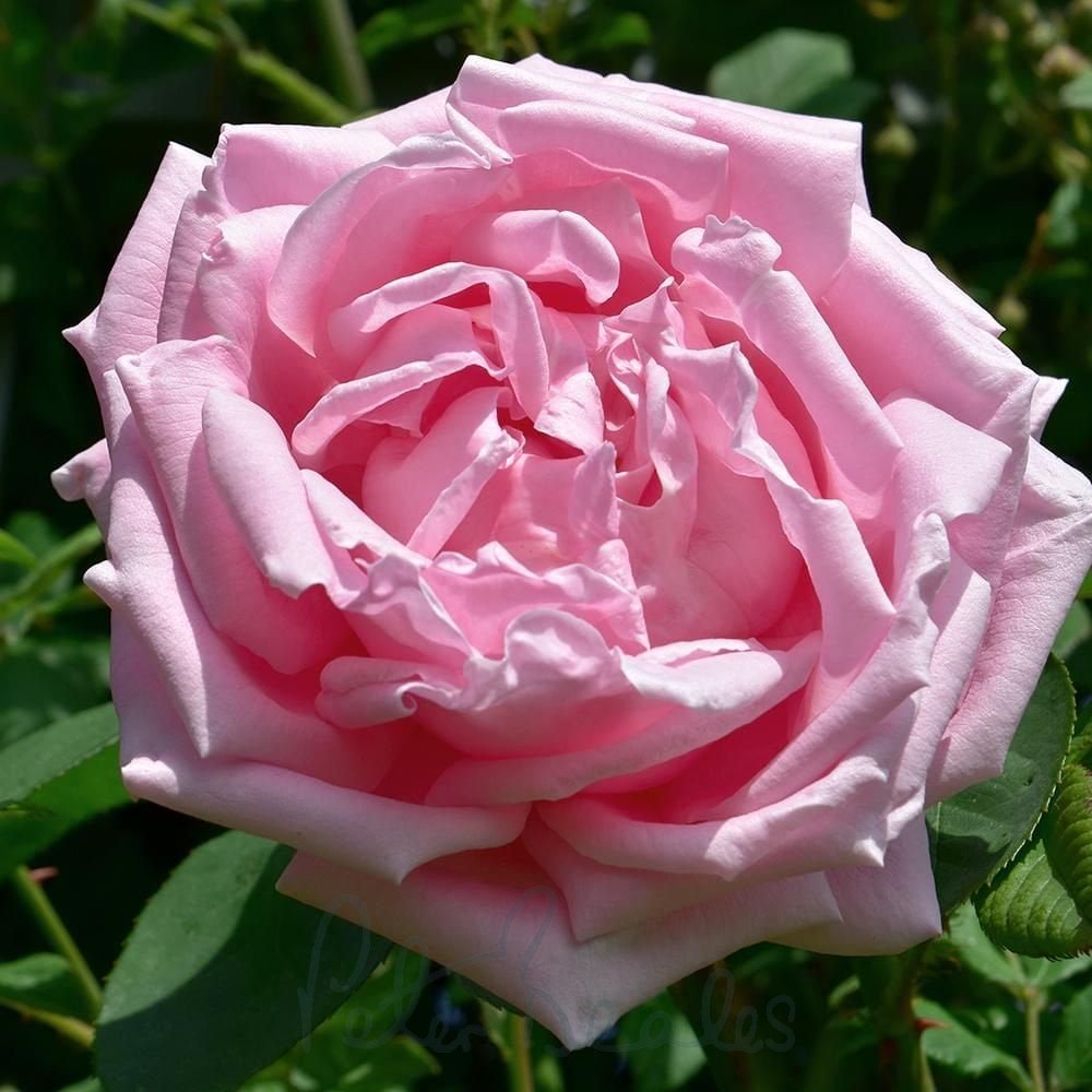 Super Rare Rose Cuttings - 3 Unrooted ‘Madame Caroline Testout’ (Rosa ‘Mme Caroline Testout’) for Rooting or Grafting