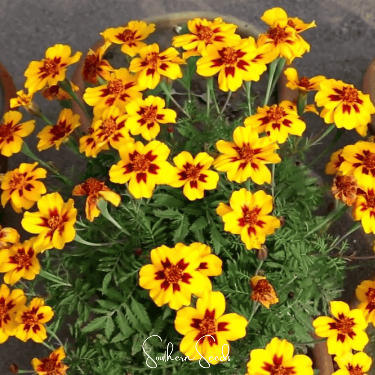Naughty Marietta Marigold Seeds - 100 Pack - Bright Orange Flower Seeds - Tagetes patula