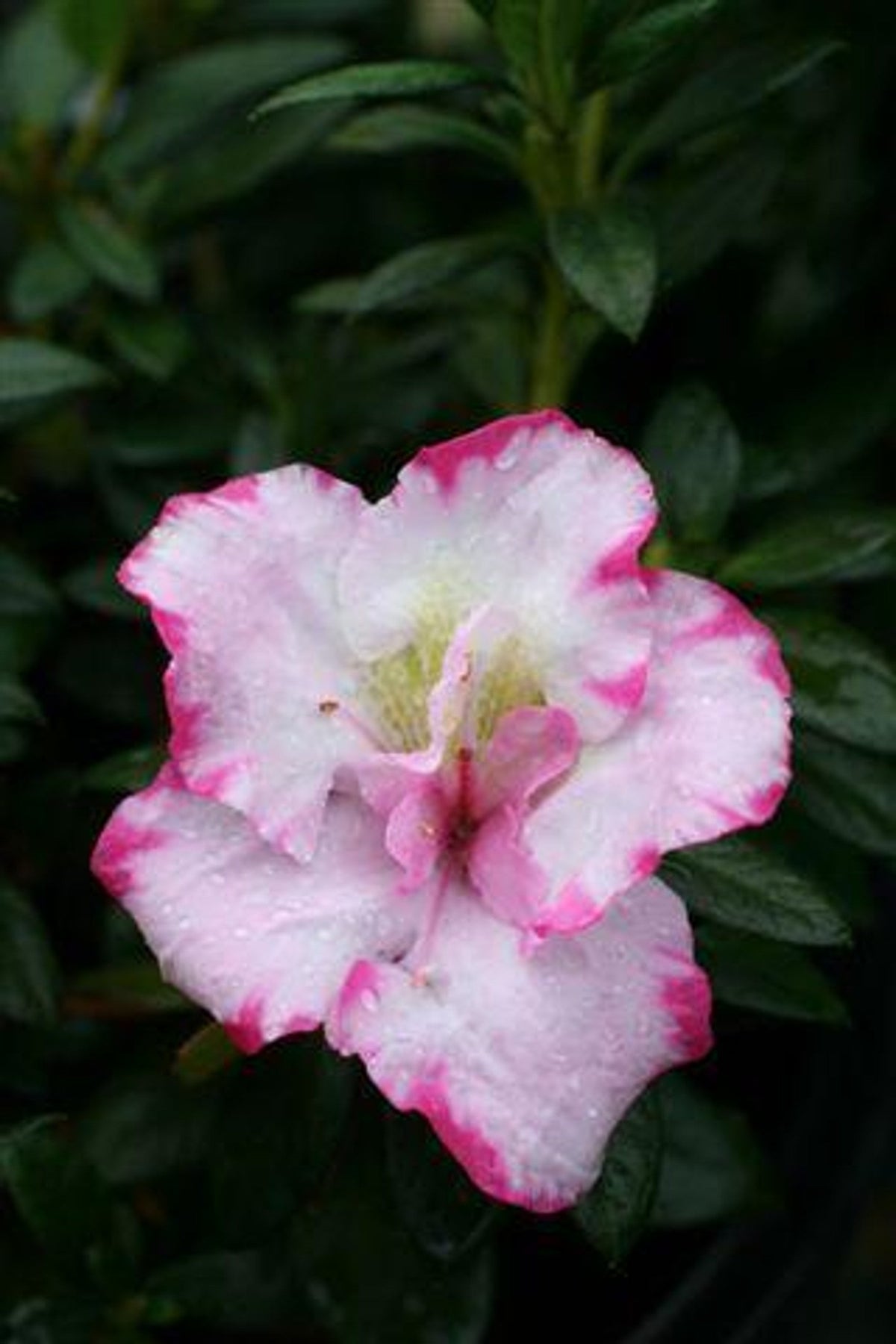 7 Azalea Cuttings Unrooted Pink & White Rhododendron spp. 6-7” Long for Grafting, Rooting, Bonsai Starter Material