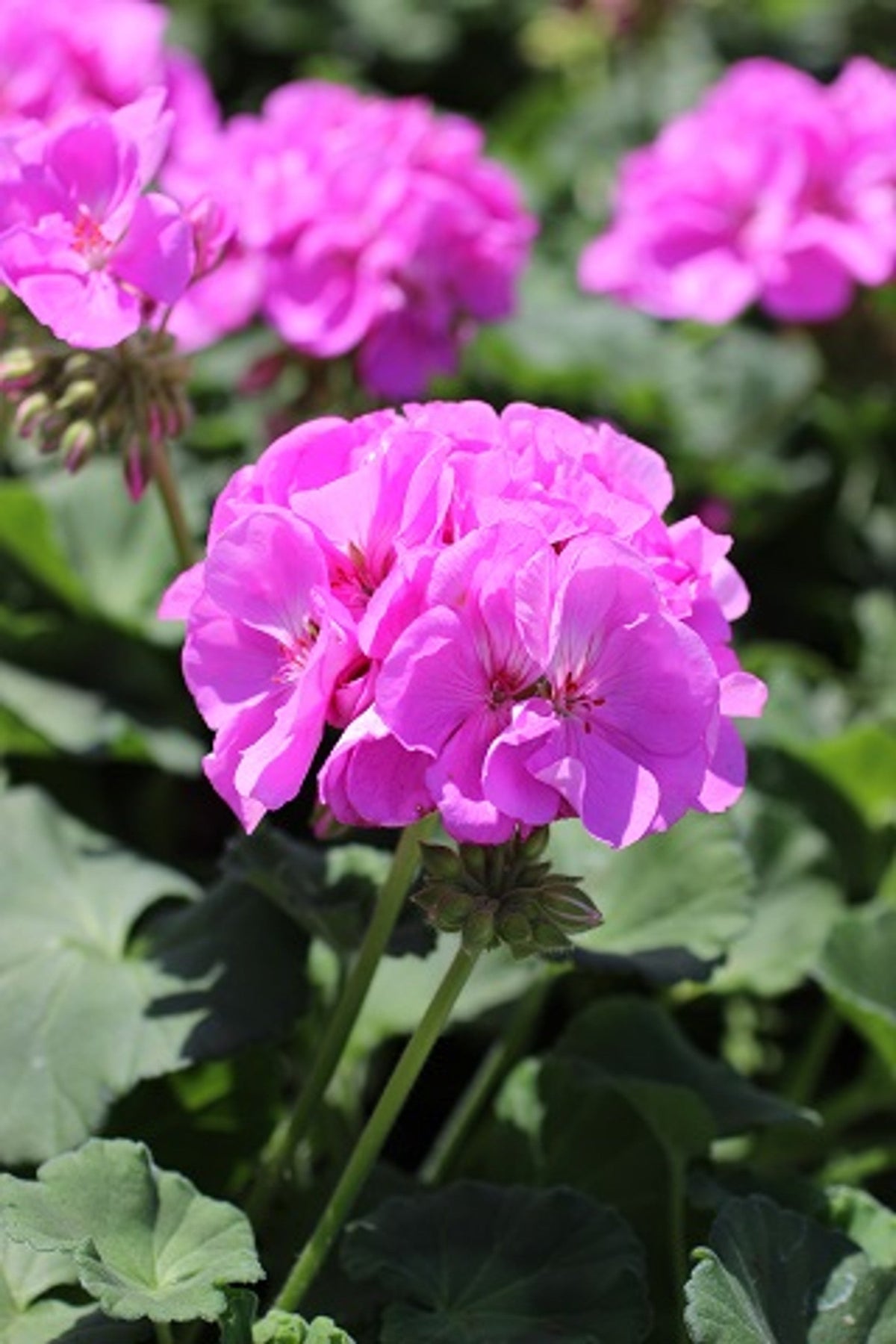 12 Zonal Geranium Cuttings 6" Purple-Pink Pelargonium hortorum Unrooted Starter Plants for Beds, Baskets & Containers