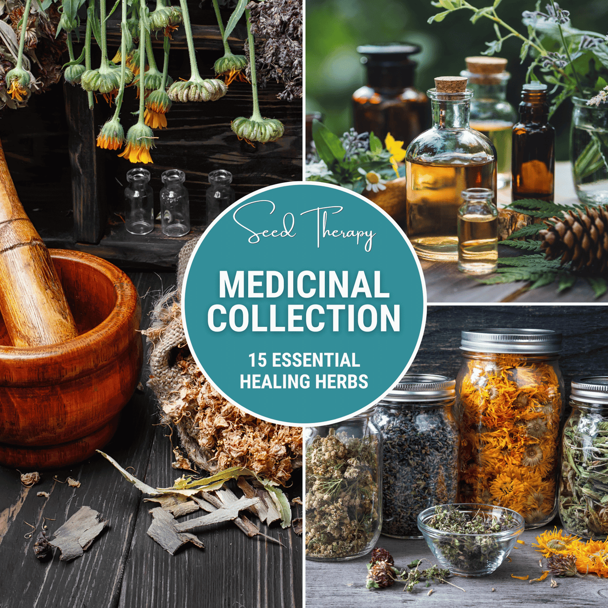 Medicinal Herb Seed Collection - 15 Varieties - Organic Herbal Seeds for Home Garden - Includes Echinacea, Lavender, and More
