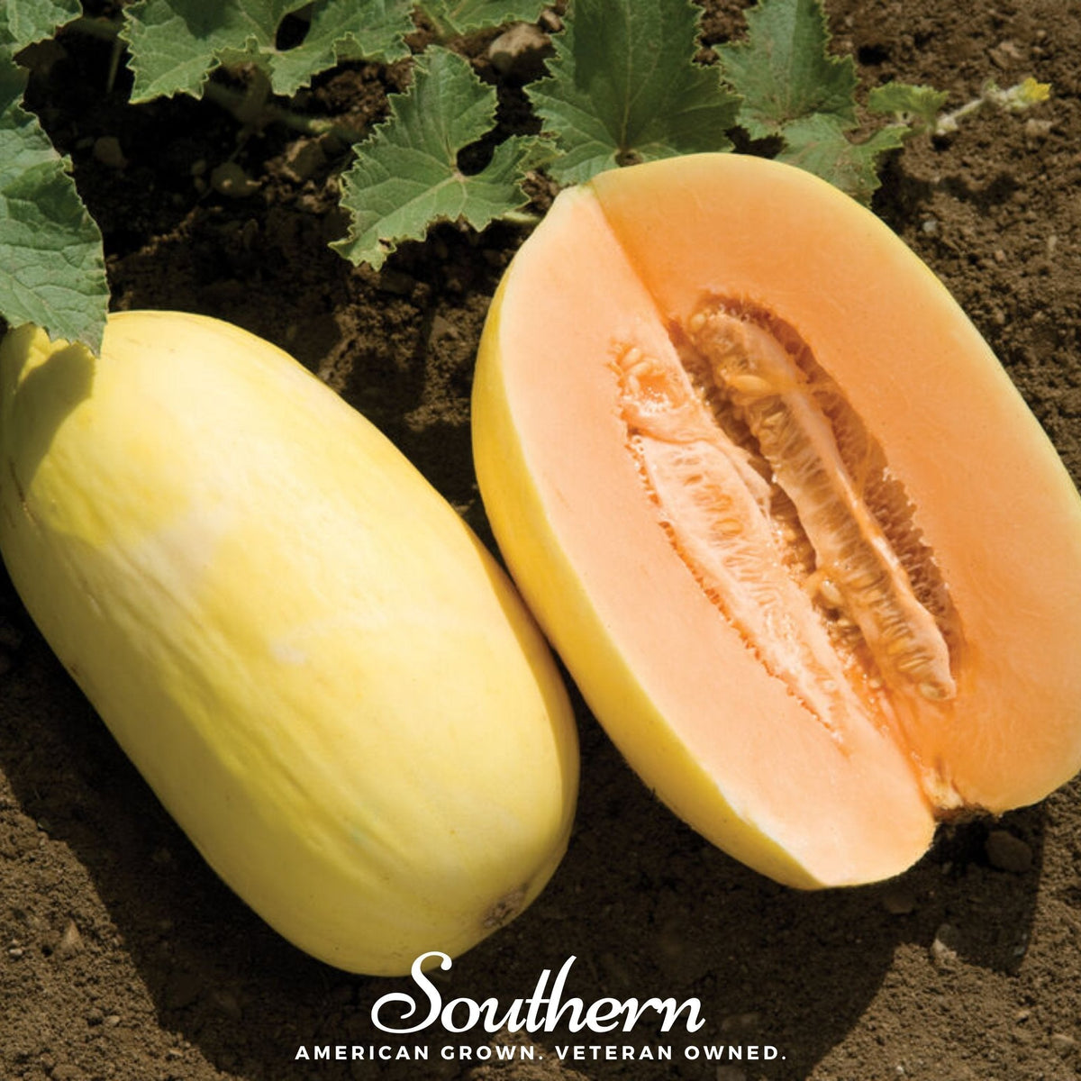 Crenshaw Melon Seeds - 20 Pack - Sweet Variety - Cucumis melo