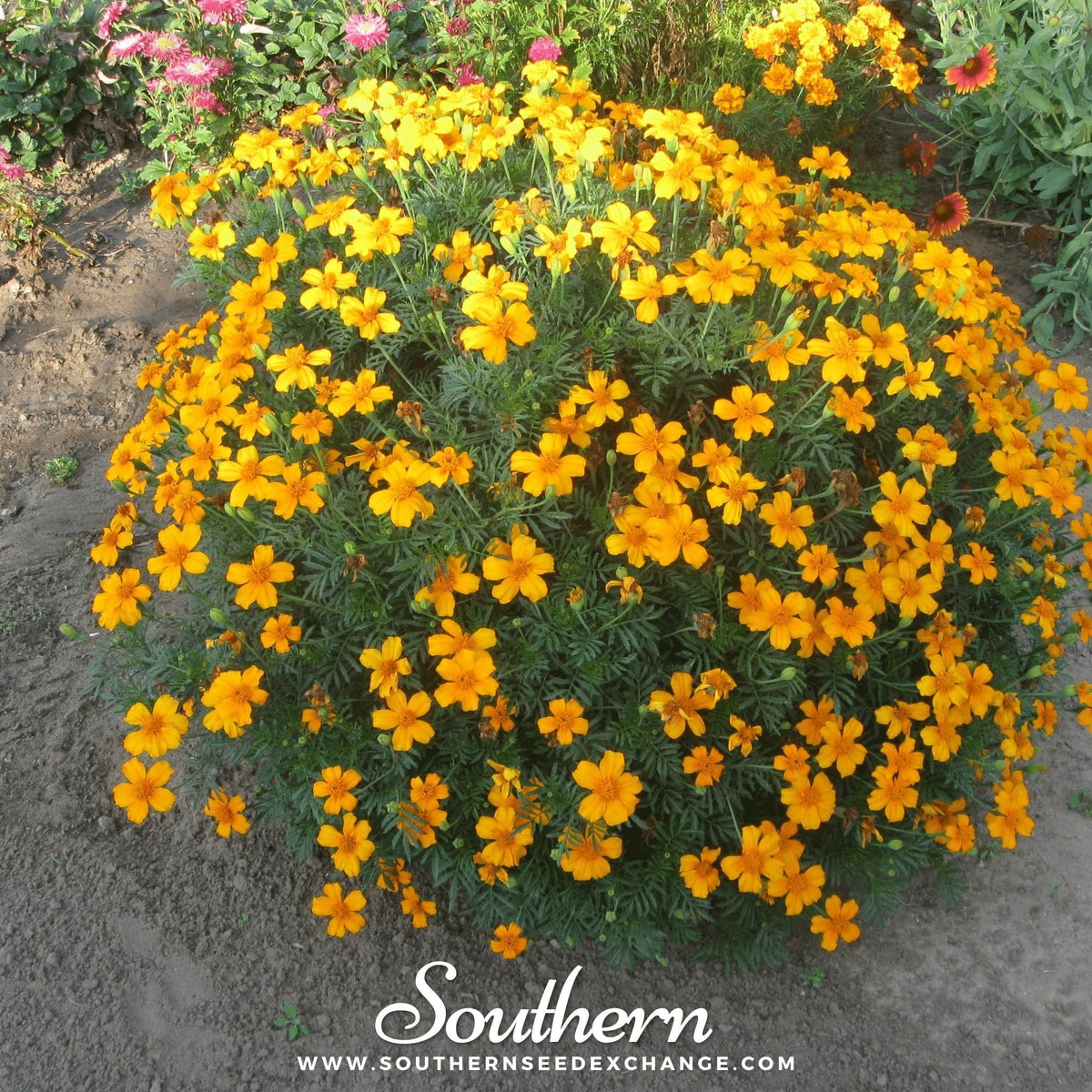 Mexican Mint Seeds - Mexican Tarragon - 50 Seeds - Tagetes lucida - Aromatic Herb for Culinary Use