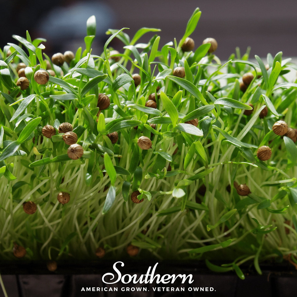 Cilantro Microgreens - 10 Grams - Fresh Culinary Herb - Coriandrum sativum