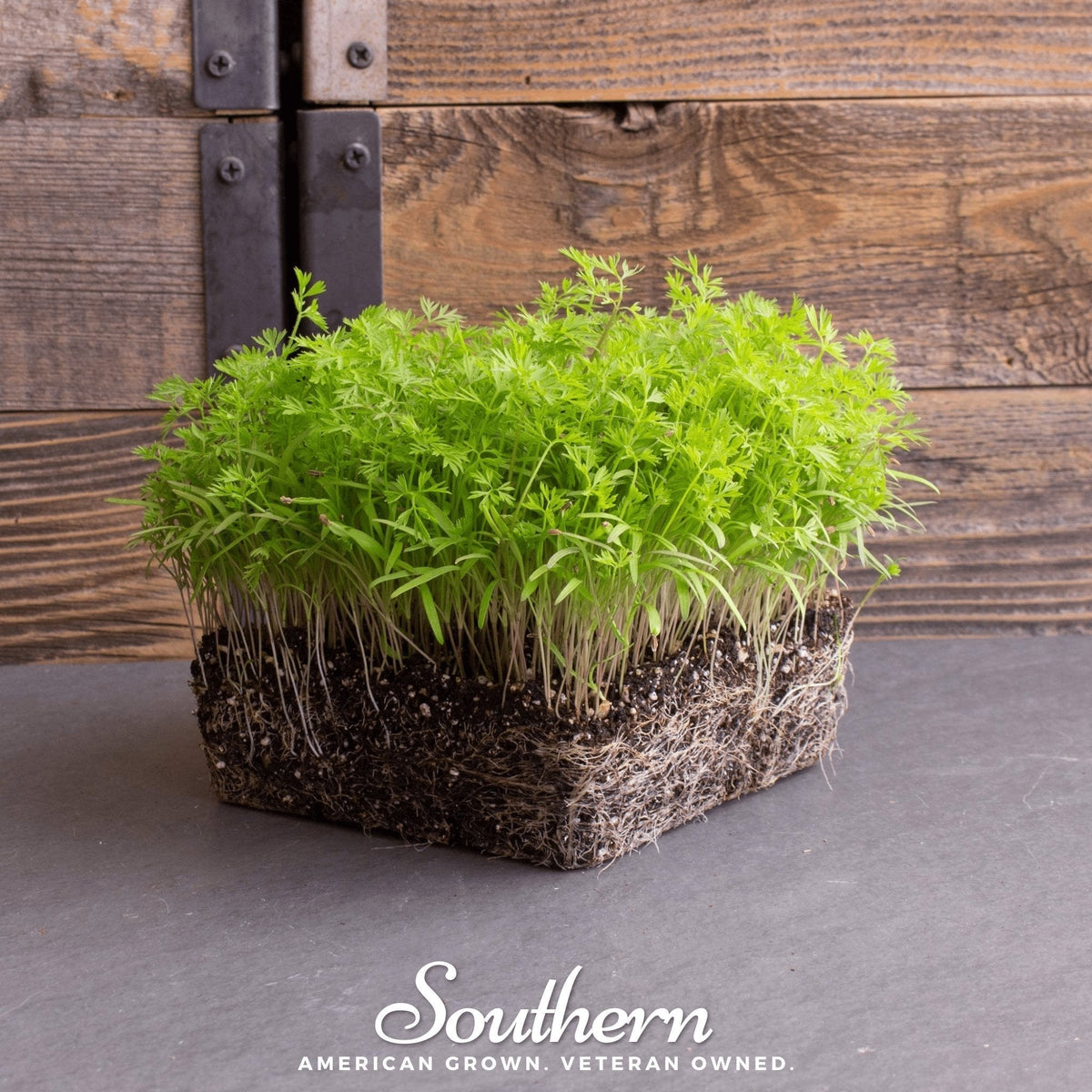 Dill Microgreen Seeds - 8 Grams - Anethum graveolens - Fresh Culinary Herb for Home Gardening