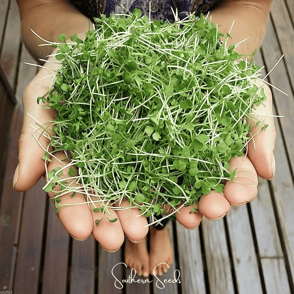 Wasabi Spicy Mustard Microgreen Seeds - 10 Grams - Brassica japonica - Nutrient-Rich Salad Greens