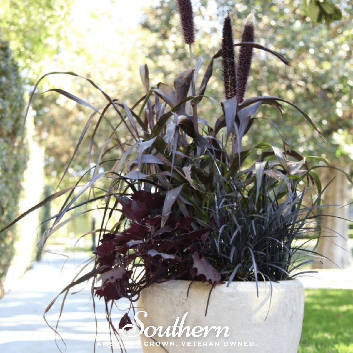 Purple Majesty Millet Seeds - 10 Pack - Premium Purple Varietal - Pennisetum glaucum