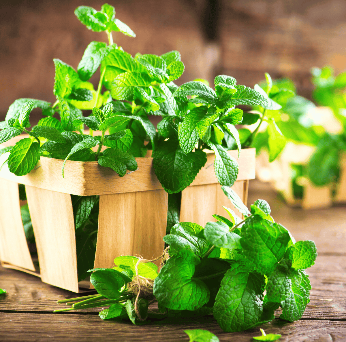 Mint Seeds - 100 Count - Heirloom Culinary Herb - Mentha spp.