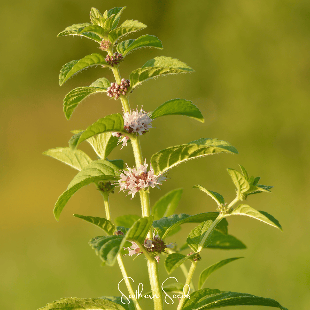 Wild Corn Mint Seeds - 100 Pack - Mentha nuda - Aromatic Herbs for Garden and Landscaping