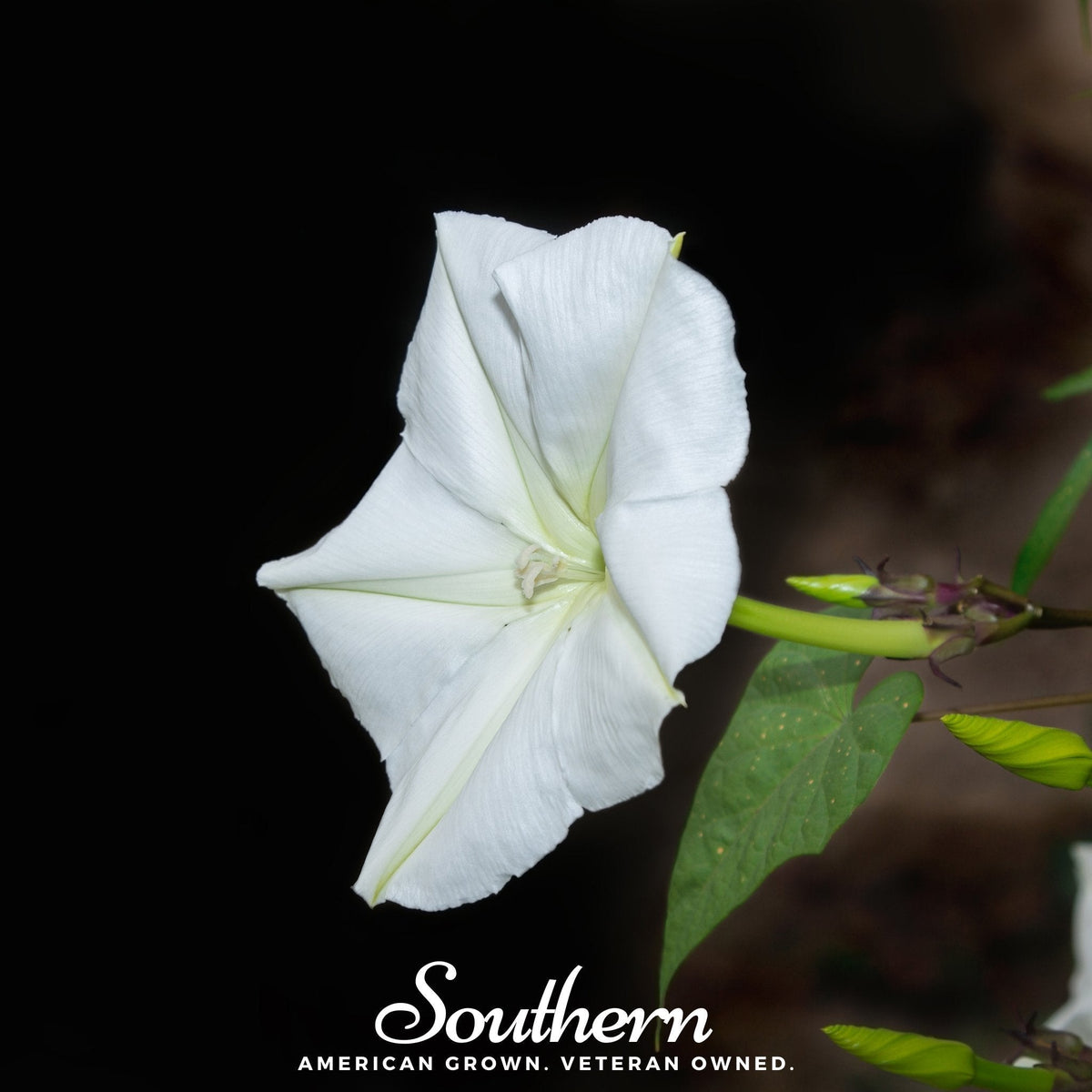 Moonflower Seeds - 25 Count - Fragrant Night Blooming Flowers - Ipomoea alba