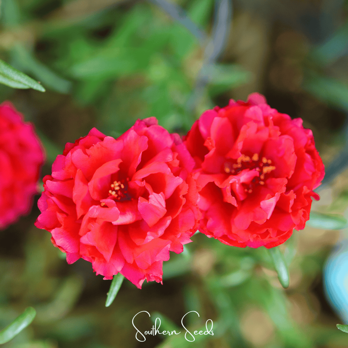 Red Moss Rose Seeds - 250 Count - Portulaca grandiflora - Vibrant Red Flowering Succulent Garden Plants