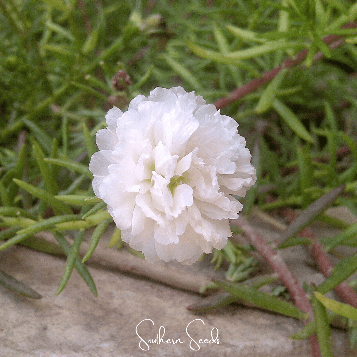 Moss Rose Seeds - 250 Count - White Variety - Portulaca grandiflora
