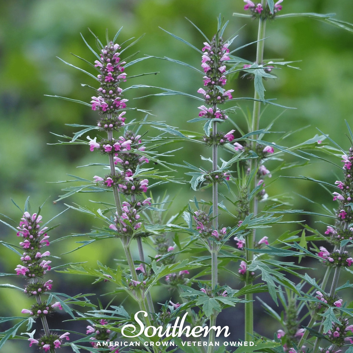 Motherwort Seeds - 50 Count - Medicinal Herb - Leonurus cardiaca