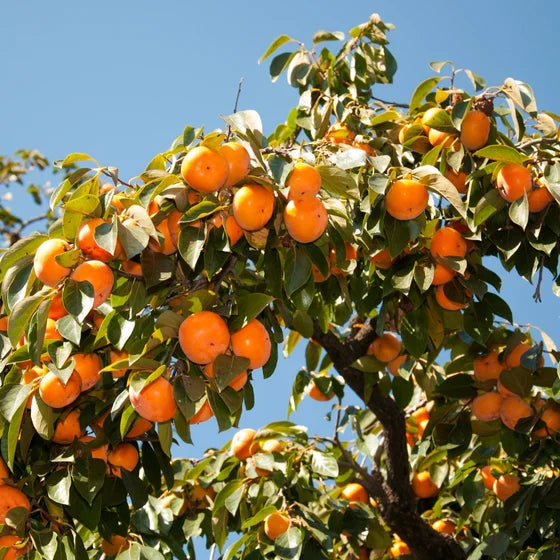 2 American Persimmon Trees 6-12” Live Bare Root Seedlings Diospyros virginiana | Cold Hardy Native Fruit Plants