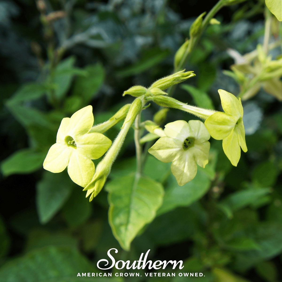 Lime Green Nicotiana Seeds - 100 Count - Nicotiana sylvestris - Fragrant Garden Flower Seeds for Planting