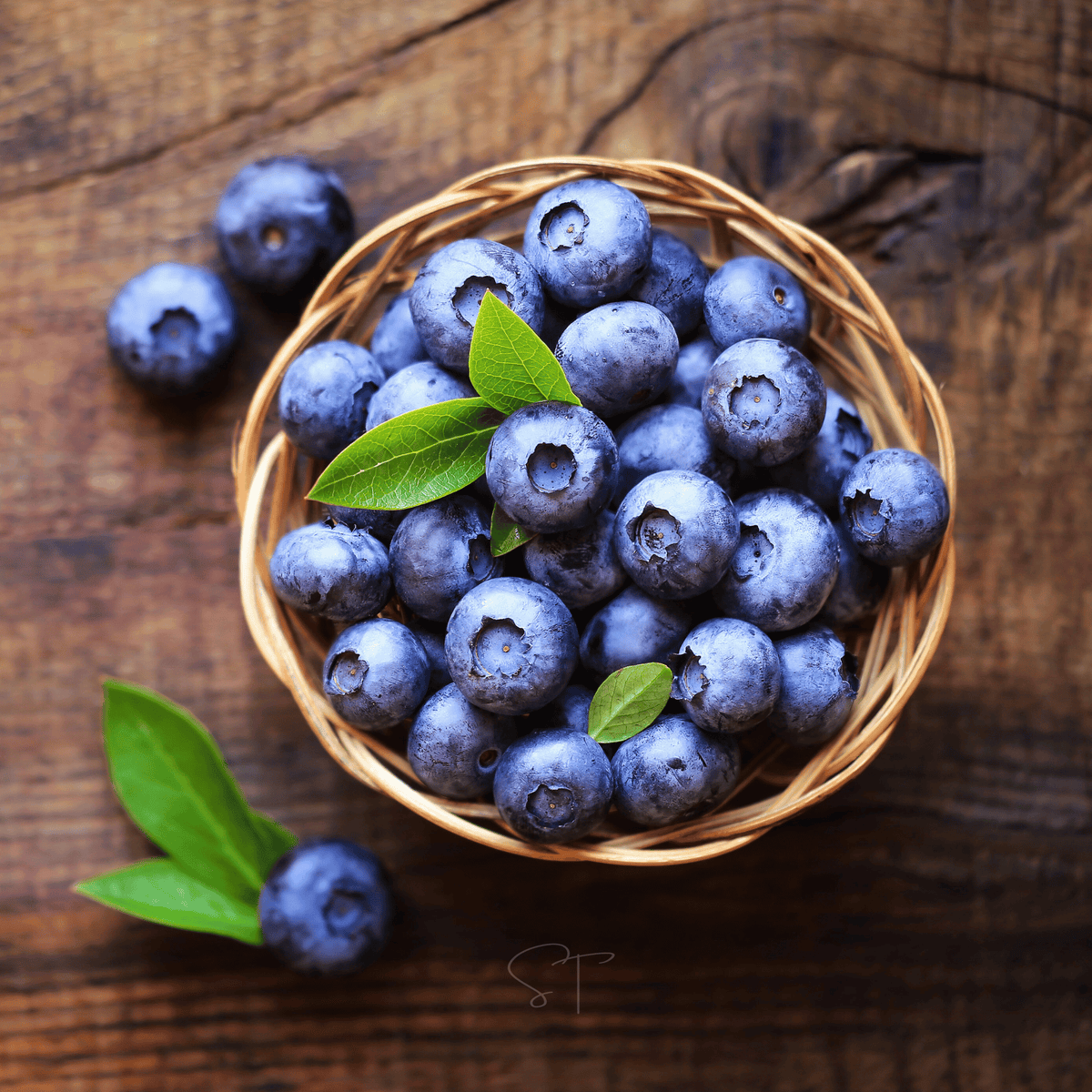 Northern Highbush Blueberry Seeds - 50 Count - Vaccinium corymbosum - Organic Garden Planting