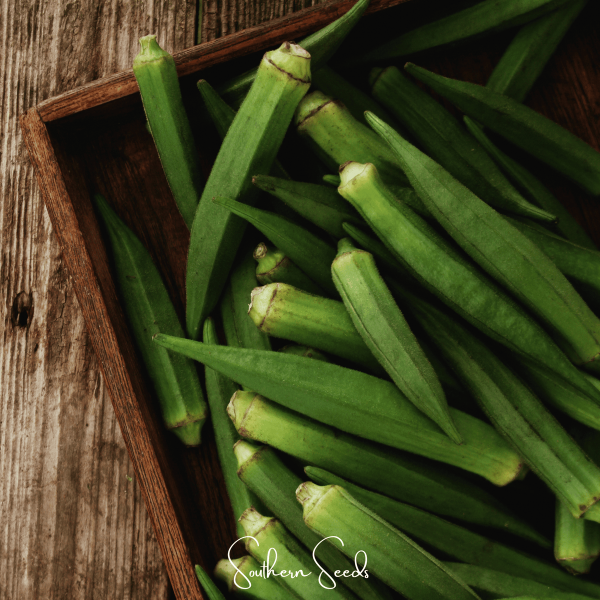 Jambalaya Okra Seeds - 50 Pack - High-Yielding Variety - Abelmoschus esculentus