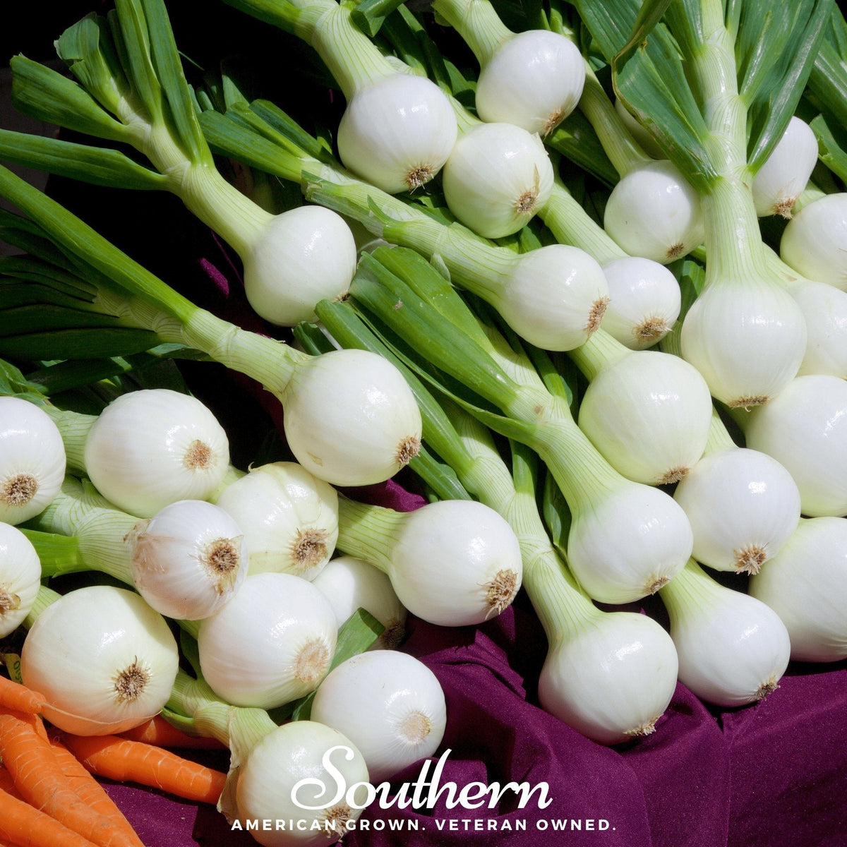 Walla Walla Onion Seeds - 200 Count - Sweet Onion Variety - Allium cepa