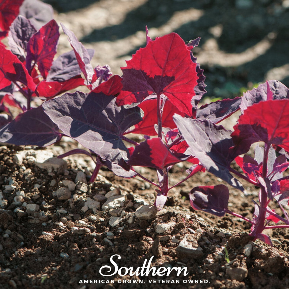 Ruby Red Orach Seeds - 25 Seeds for Planting - Atriplex hortensis Variety