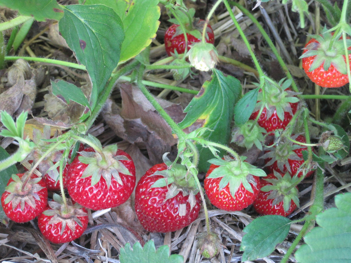 Everbearing Seascape Strawberry Plants (10 Bare Root) - Large Sweet Berries - Non-GMO - High-Yield Garden Fruit