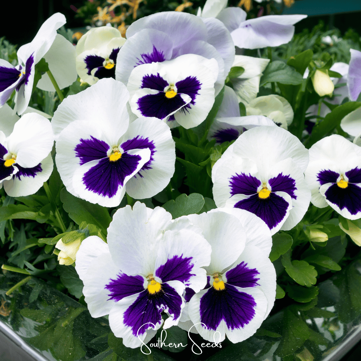 Swiss Giant Silverbride Pansy Seeds - 50 Count - Viola × wittrockiana - Colorful Flowering Plant for Gardens and Containers