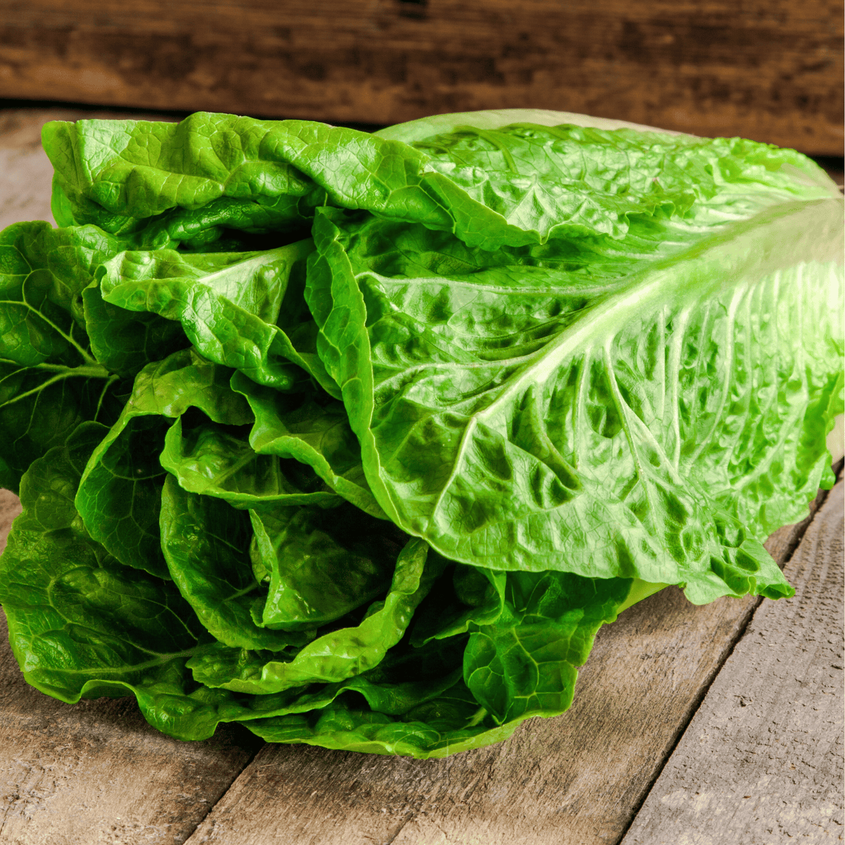 Parris Island Cos Lettuce Seeds - 500 Count - Romaine Variety - Ideal for Home Gardening - Lactuca sativa