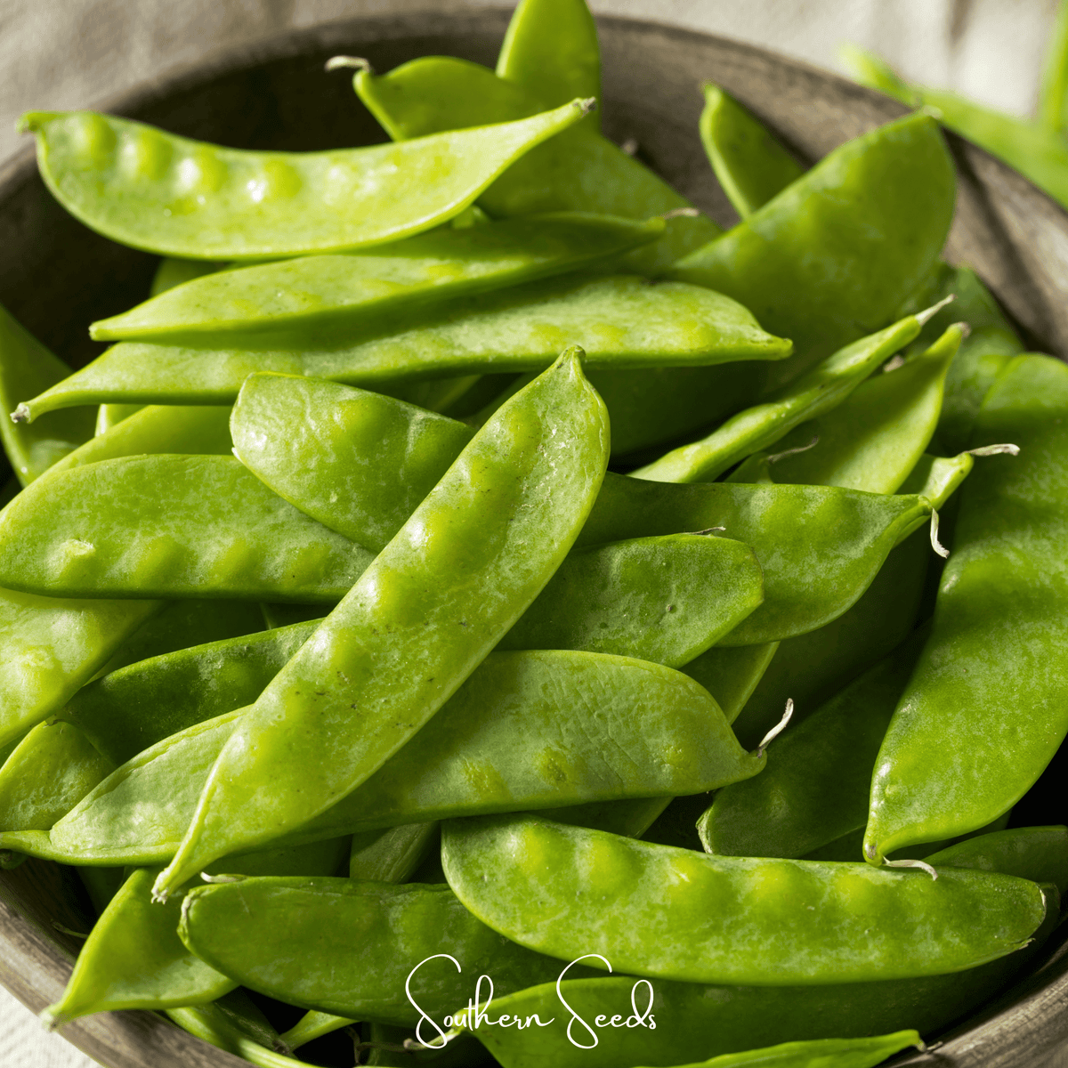 Oregon Sugar II Snow Peas Seeds - 25 Pack - Edible Pea Variety - Pisum sativum