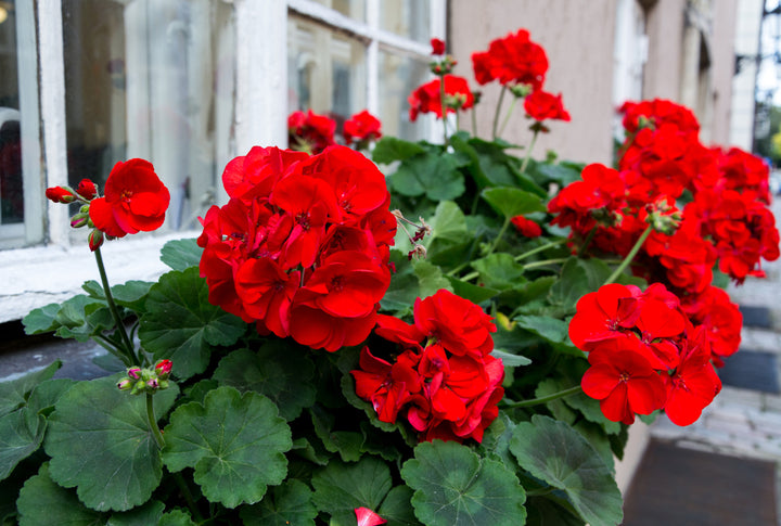 Ivy Geranium Cuttings 3-Pack Vivid Red Pelargonium peltatum Unrooted Trailing Stems for Hanging Baskets & Window Boxes