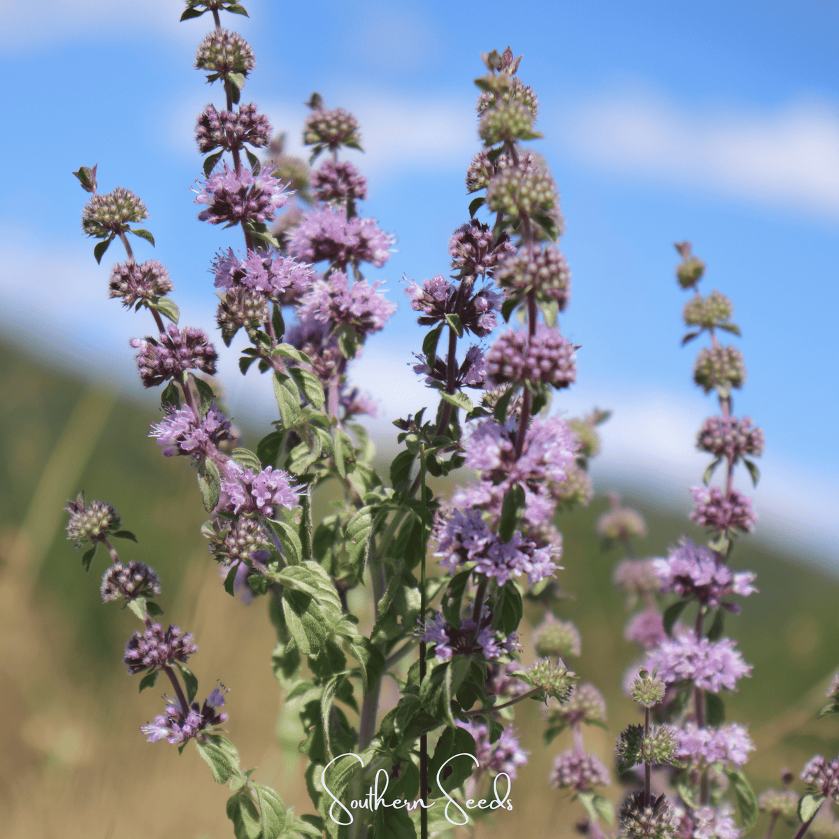 Pennyroyal Seeds - 100 Count - Mentha pulegium - Aromatic Herb for Culinary and Medicinal Use