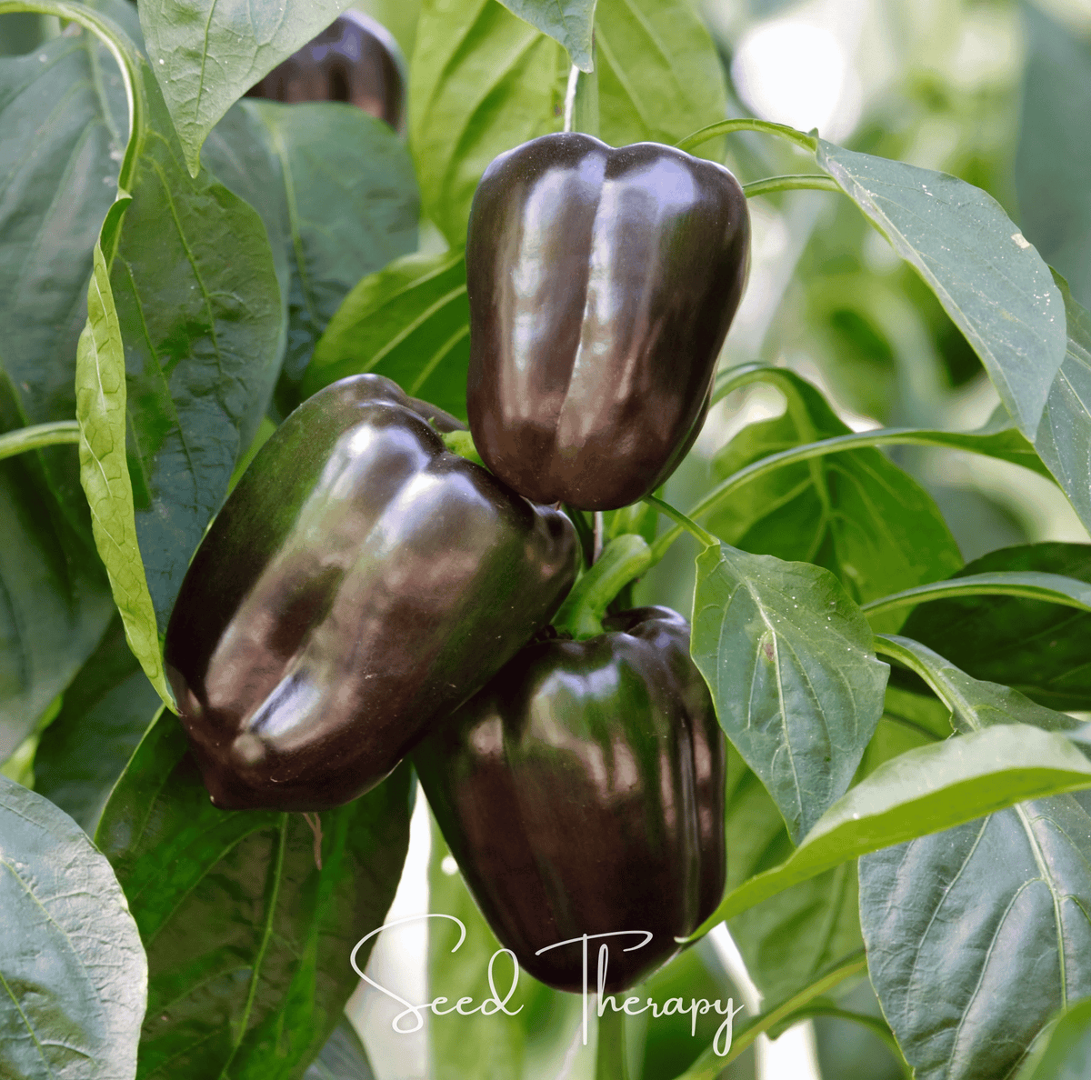 Chocolate Beauty Bell Pepper Seeds – 30 Count – Heirloom Variety – Capsicum annuum
