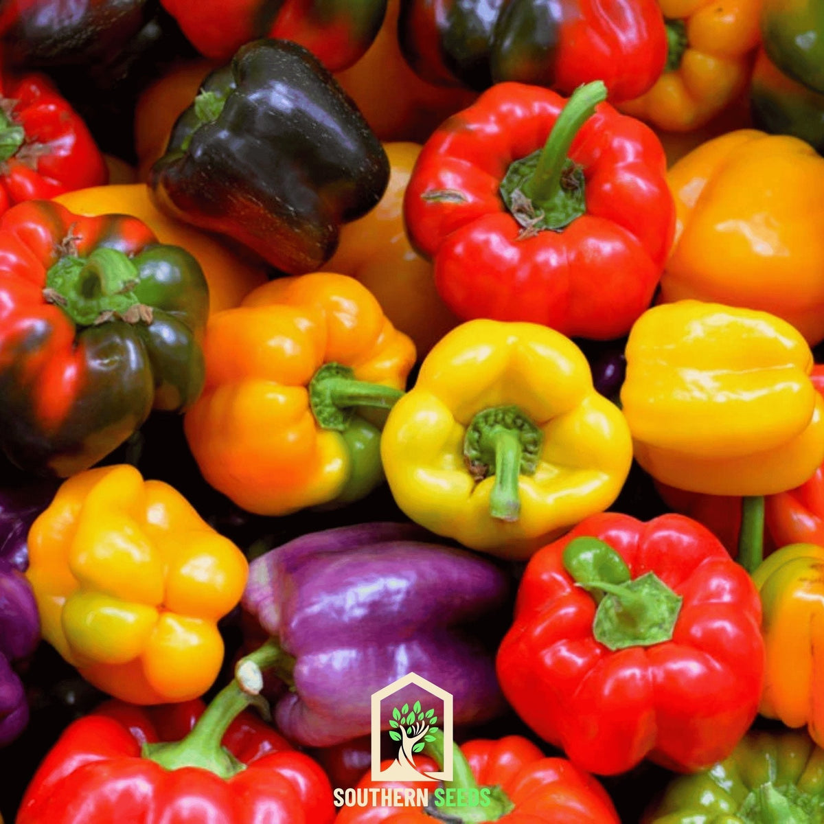 Rainbow Bell Sweet Pepper Seeds - 25 Pack - Capsicum annuum - Colorful, Sweet Flavor for Home Gardening