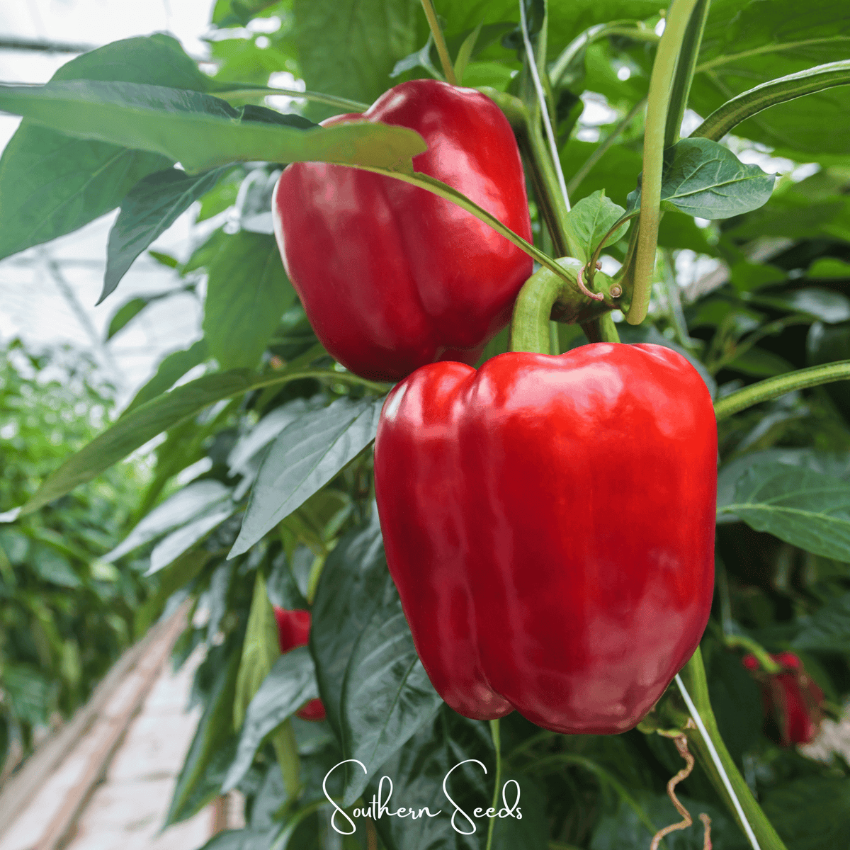 Yolo Wonder Bell Pepper Seeds - 30 Count - Sweet Bell Pepper Variety - Capsicum annuum