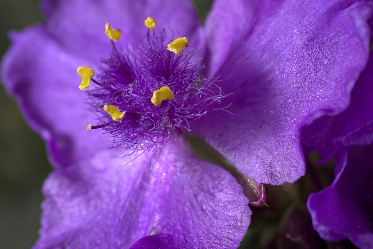 5 Bare Root Spiderwort Plants - Tradescantia virginiana - Hardy Perennial with Blue to Violet Flowers - Garden Ready