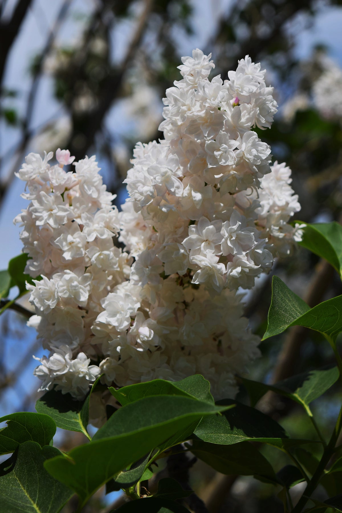 Betsy Ross White Lilac Plant 3.5 Inch Pot - Syringa vulgaris - Hardy Ornamental Flowering Shrub with Pure White Blooms