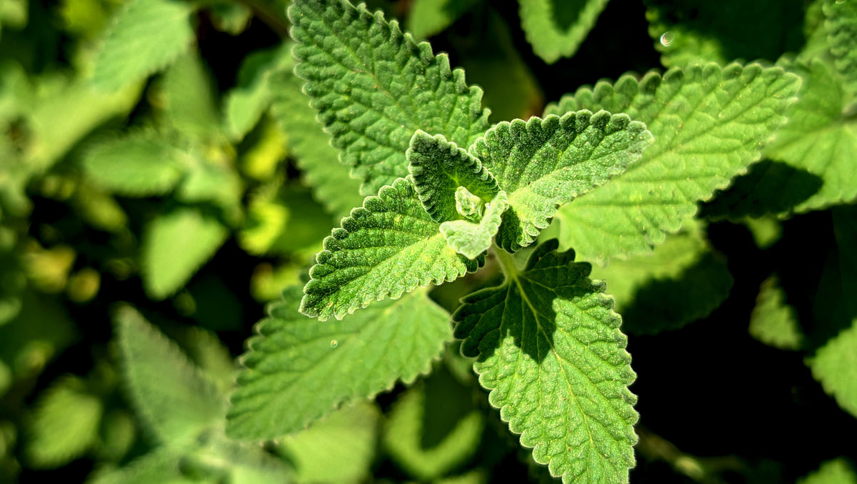 2 Live Mexican Mint Plants - Well-Rooted Starter - Plectranthus amboinicus - Ideal for Herb Gardens & Indoor Growing