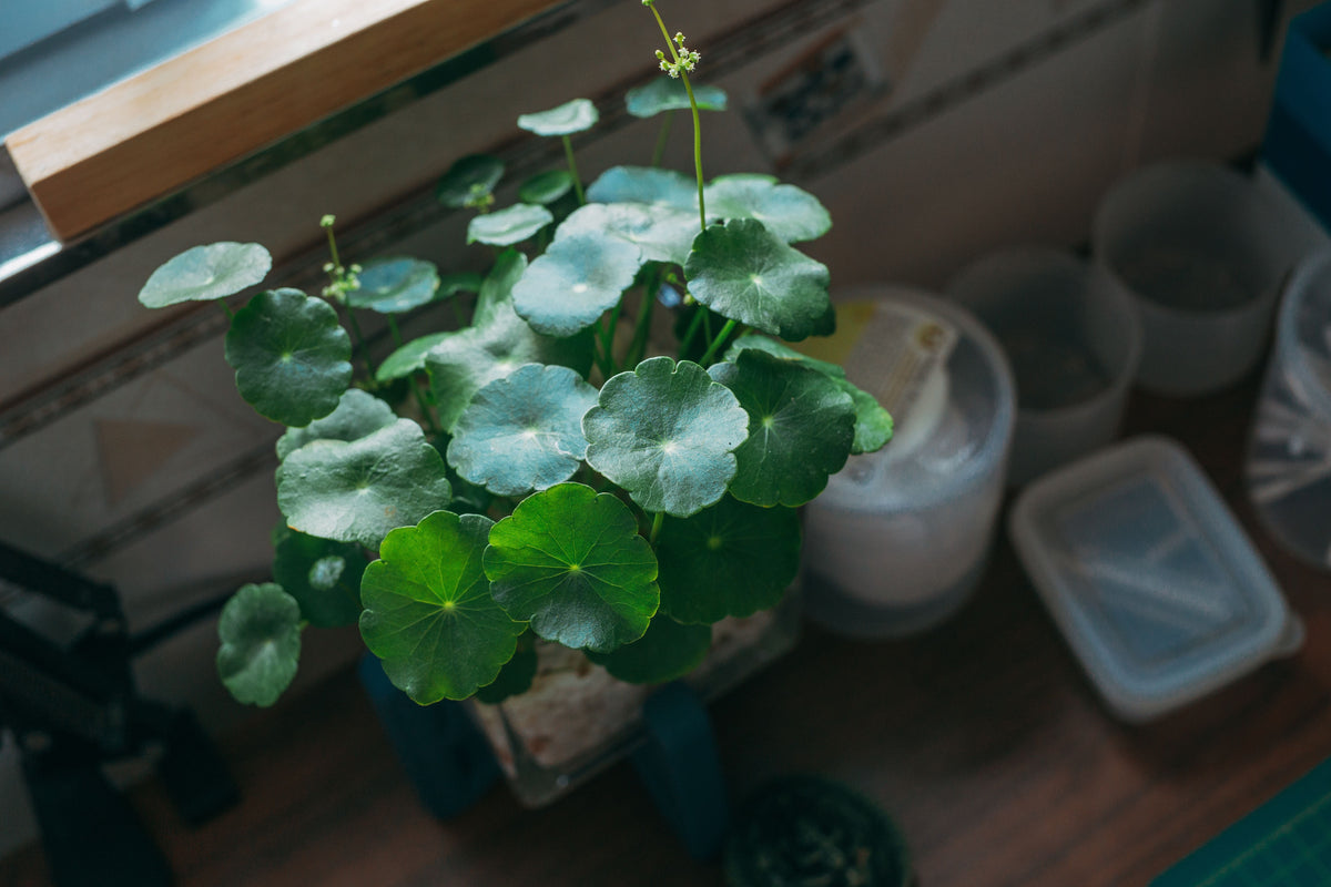 Hydrocotyle vulgaris Live Rooted Plant Bundle - 10–20 Inch Starter Plants for Moist Gardens & Containers - Perennial Green Foliage
