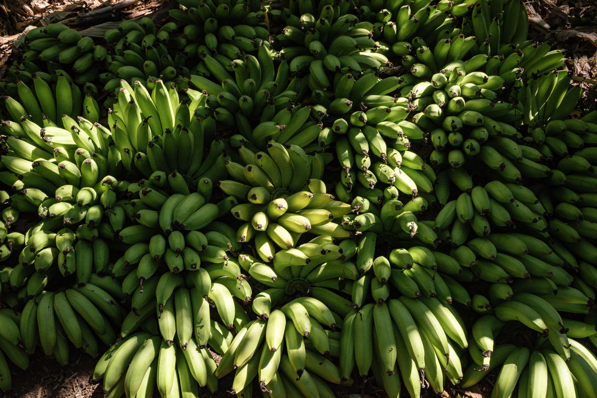 Grand Nain Banana Plant 1 Gallon Pot Musa 'Grand Nain' Tropical Fruit Plant Live Plant for Gardens and Containers