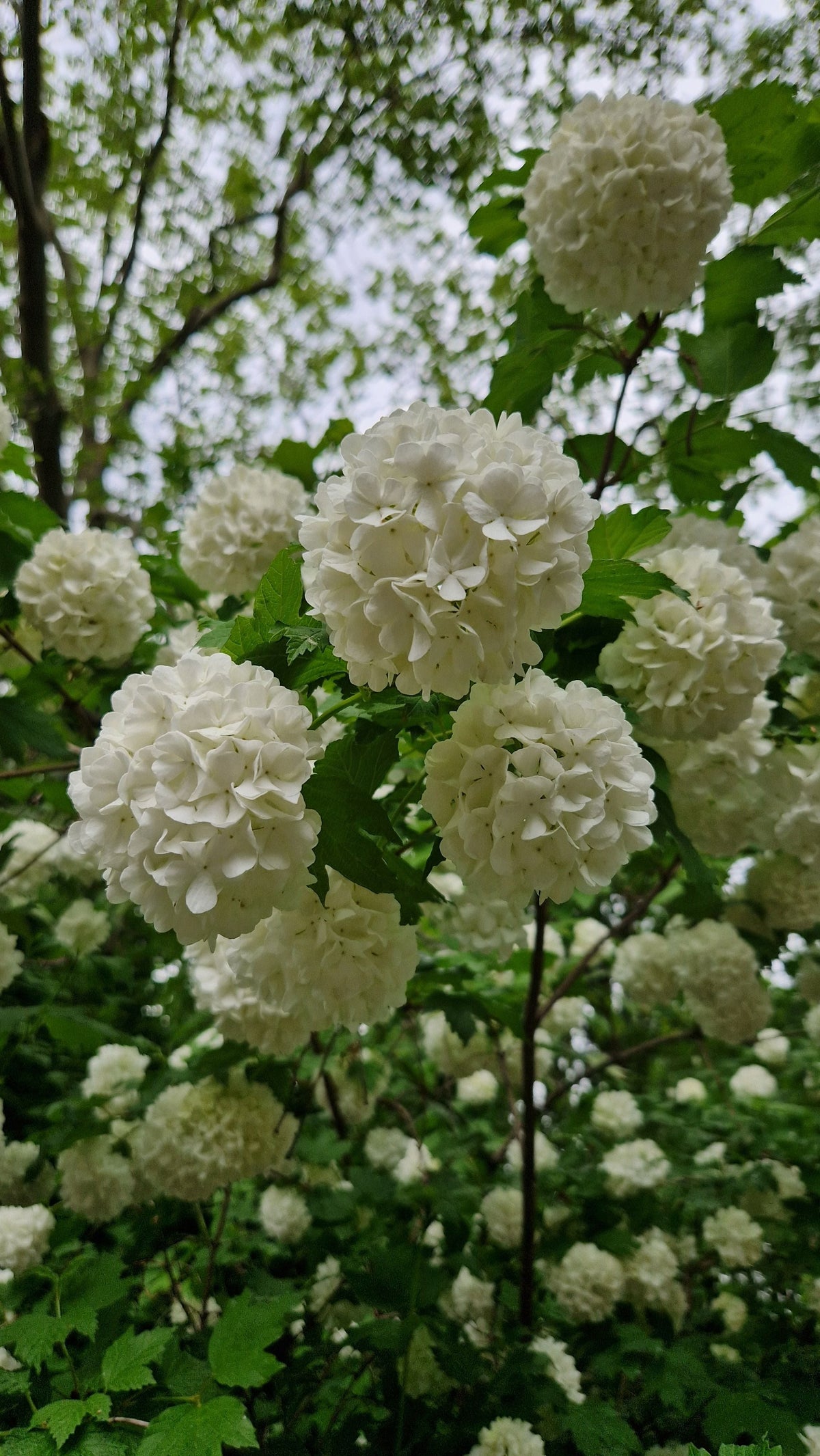 Annabelle Snowball Hydrangea Live Plants 2 Rooted Starters White Flowering Shrub in 1 Qt Pots, Hydrangea arborescens 'Annabelle'
