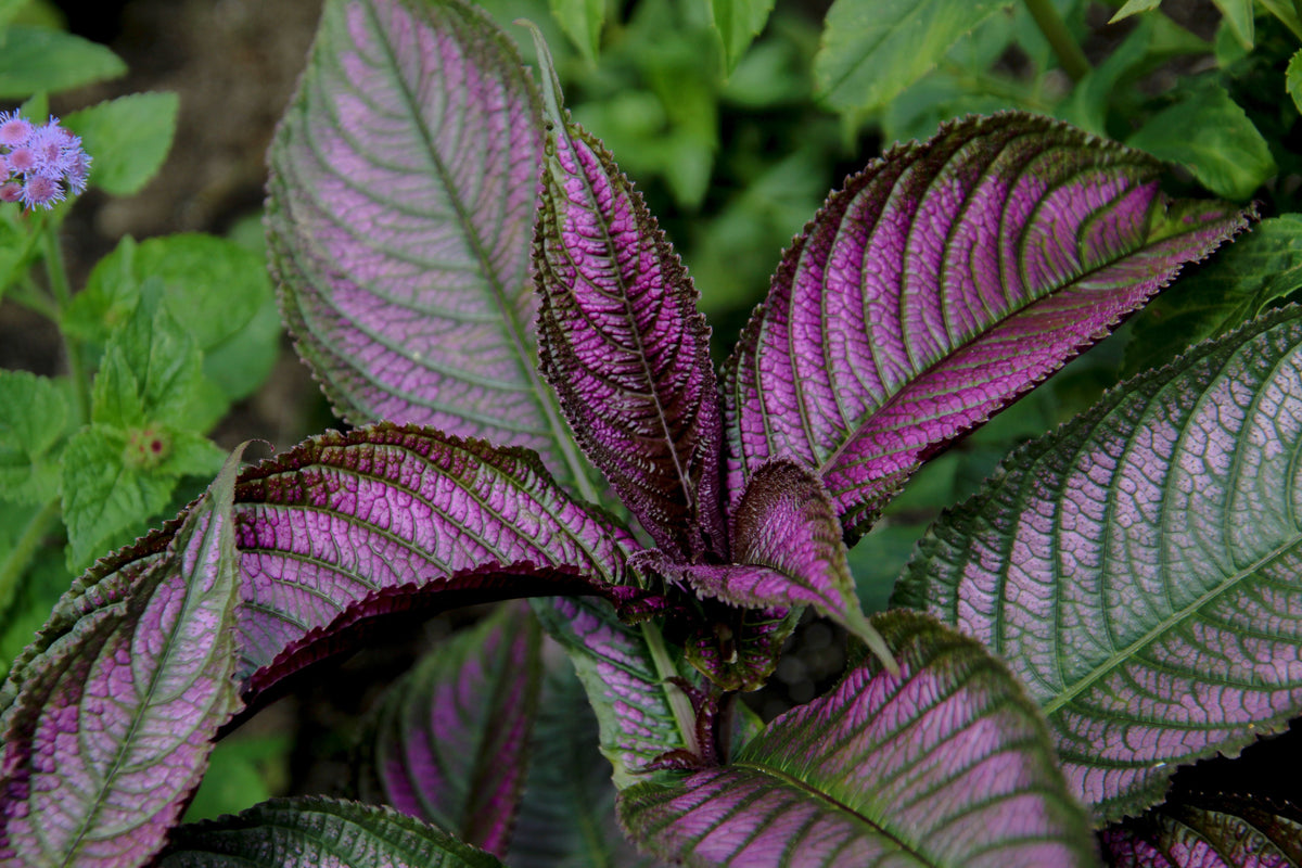2 Live Persian Shield 'Halloween Queen' Plants - Vibrant Purple Silver Green Foliage - Strobilanthes dyerianus