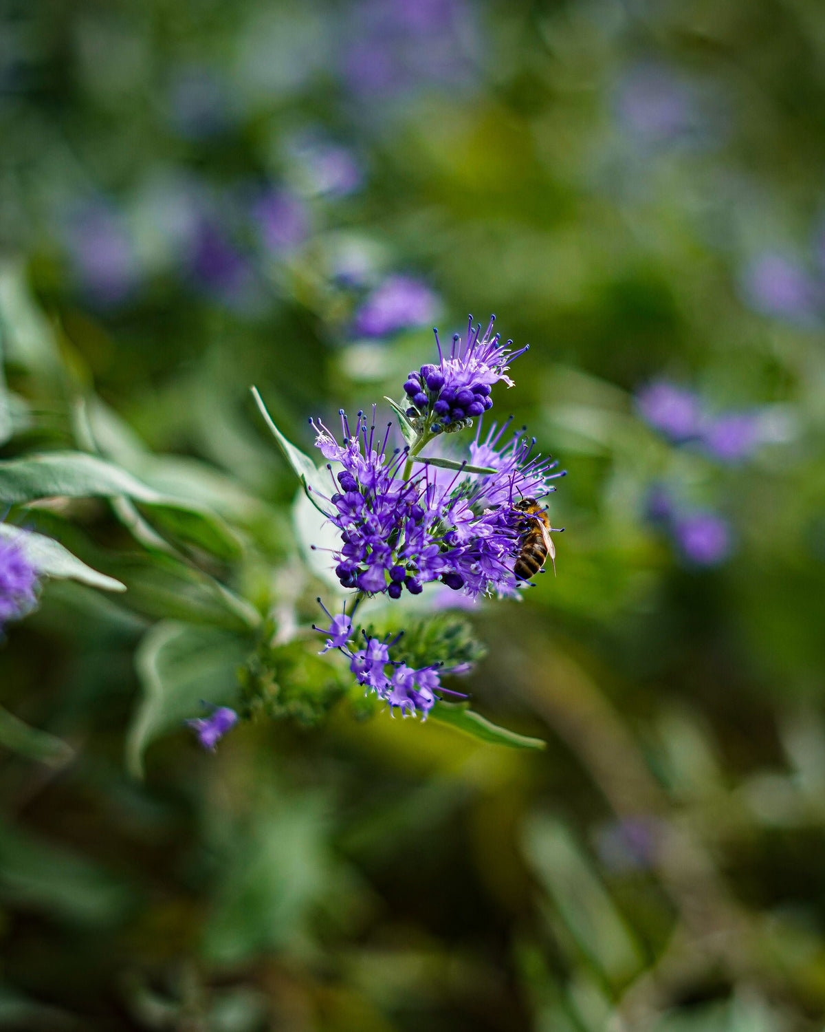 Blue Mist Shrub 3 Rooted Starters Caryopteris 'Blue Empire' 1 Qt Pots Bluebeard Perennial Plant with Vibrant Blue Flowers