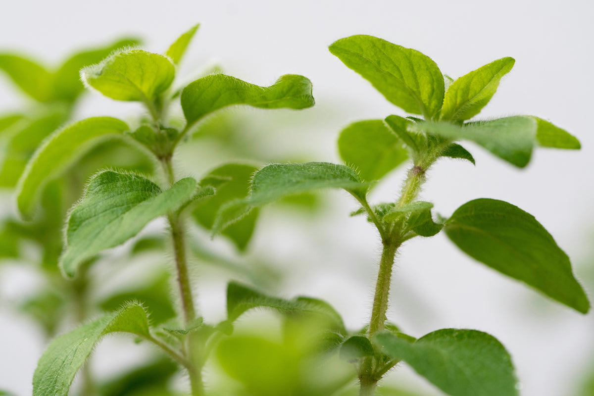 Live Italian Oregano Plant - Culinary Herb - Origanum vulgare subsp. hirtum - Aromatic Foliage for Herb Gardens & Containers