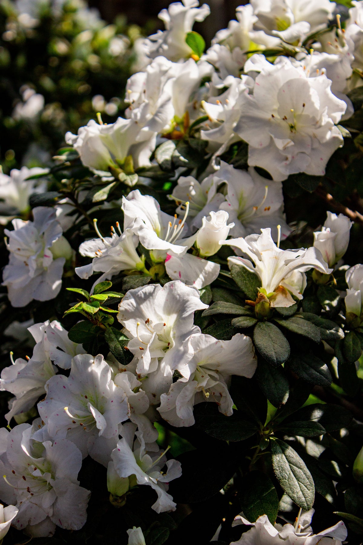 Live Starter Plant - White Gumpo Dwarf Azalea - Evergreen Flowering Shrub - Rhododendron Hybrid - Ideal for Borders & Containers